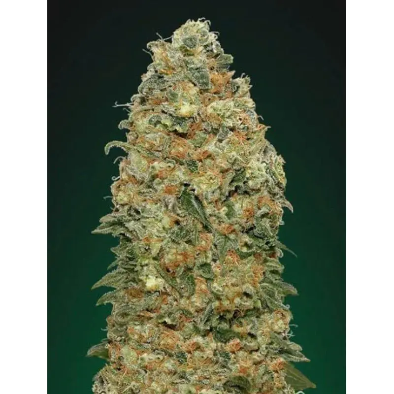 White Widow — 4