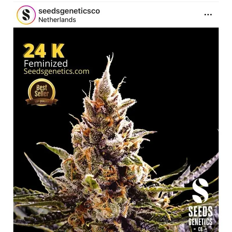 24K Gold — 4