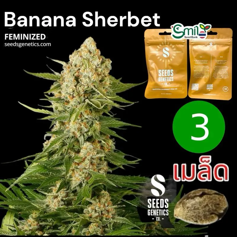 Banana Sherbet — 1
