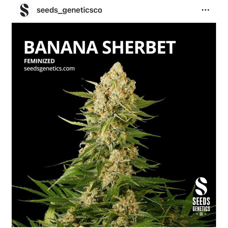 Banana Sherbet — 2