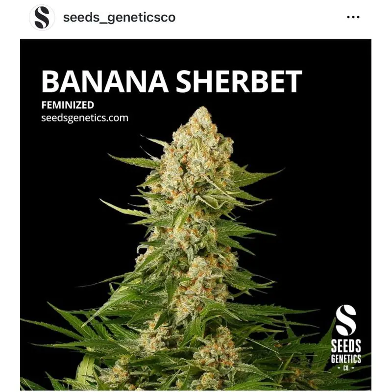 Banana Sherbet — 2
