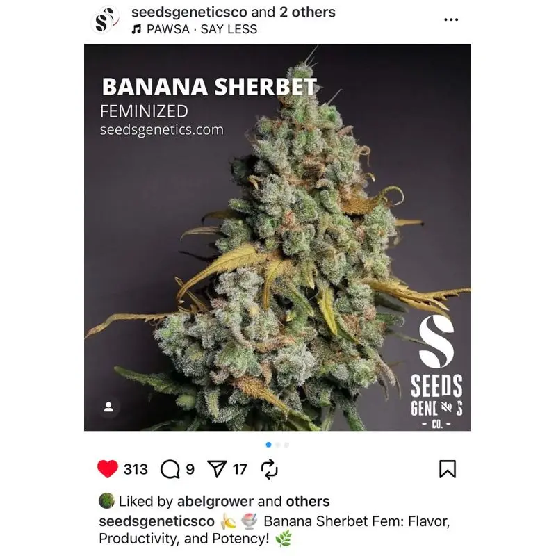 Banana Sherbet — 3