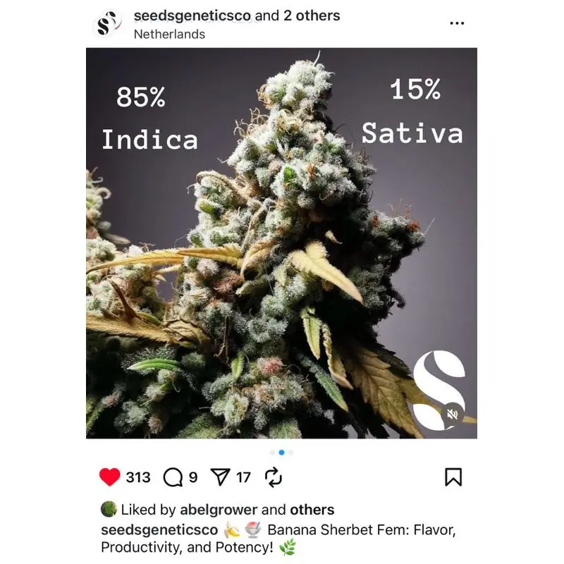 Banana Sherbet — 4