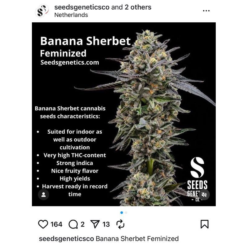 Banana Sherbet — 5