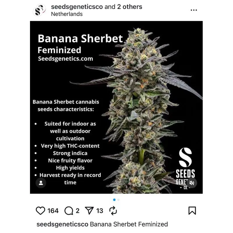 Banana Sherbet — 5