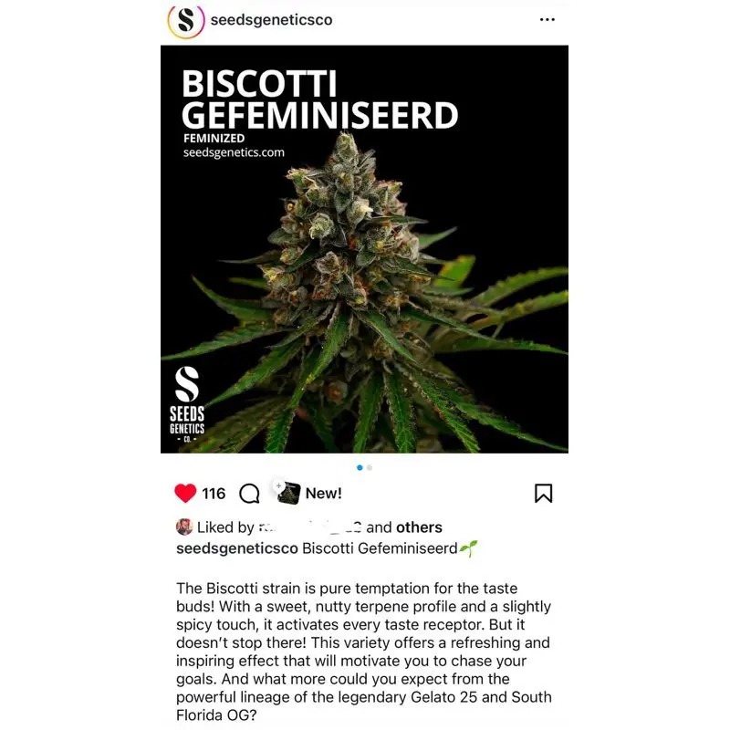 Biscotti — 4