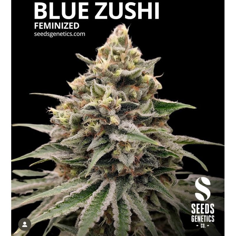 Zushi — 2