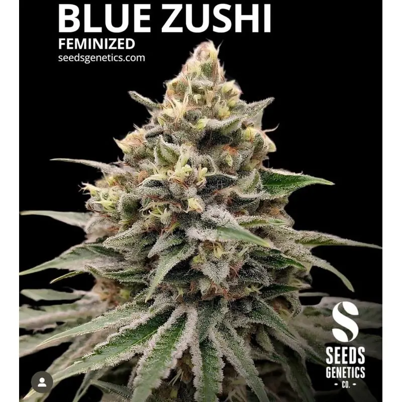 Zushi — 2