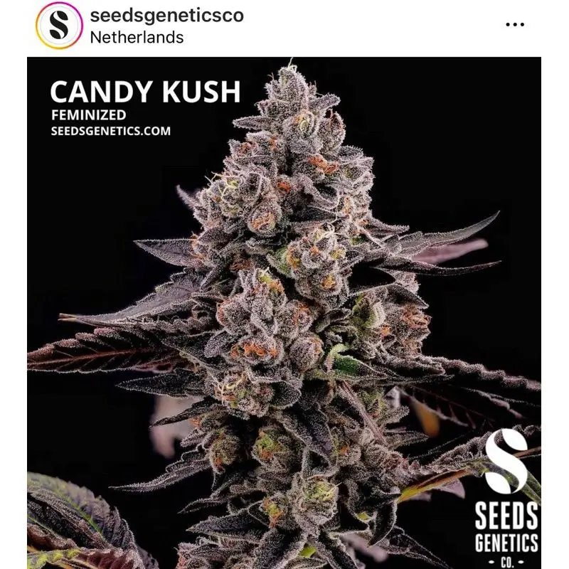 Candy Kush — 2