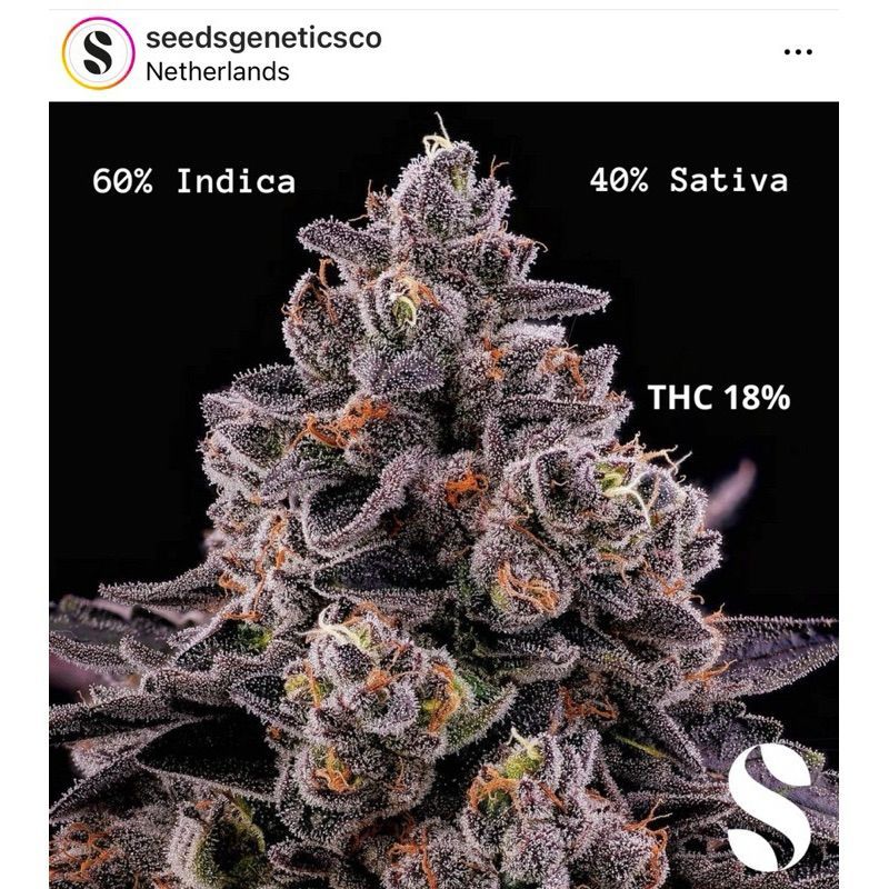 Candy Kush — 3