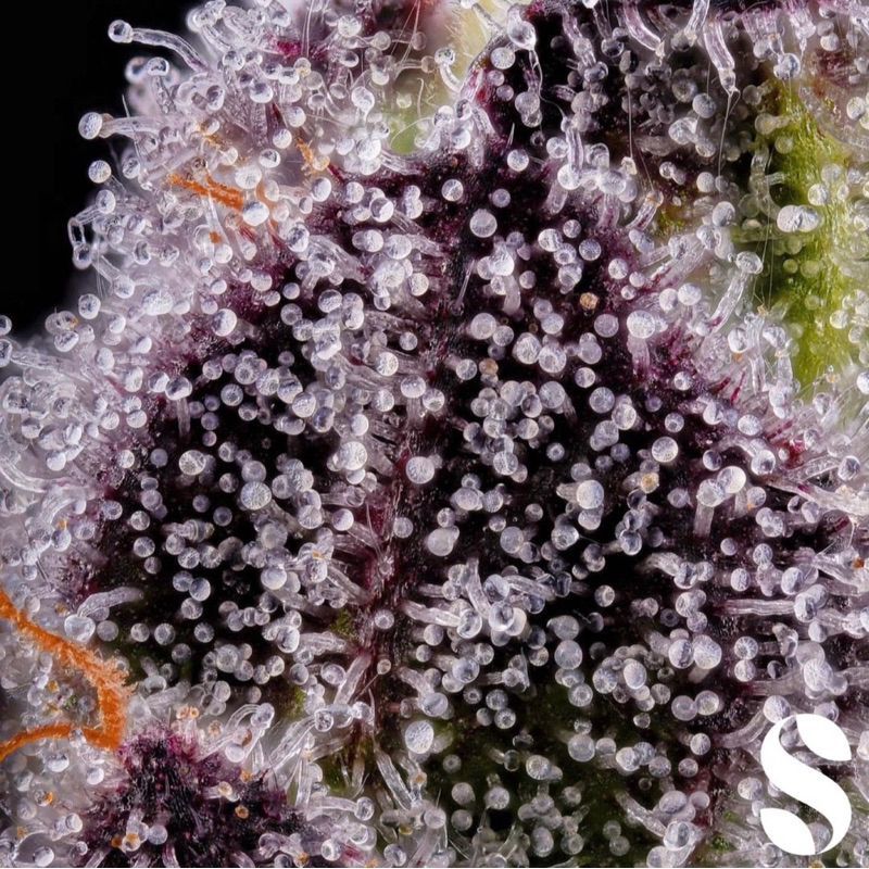 Candy Kush — 4
