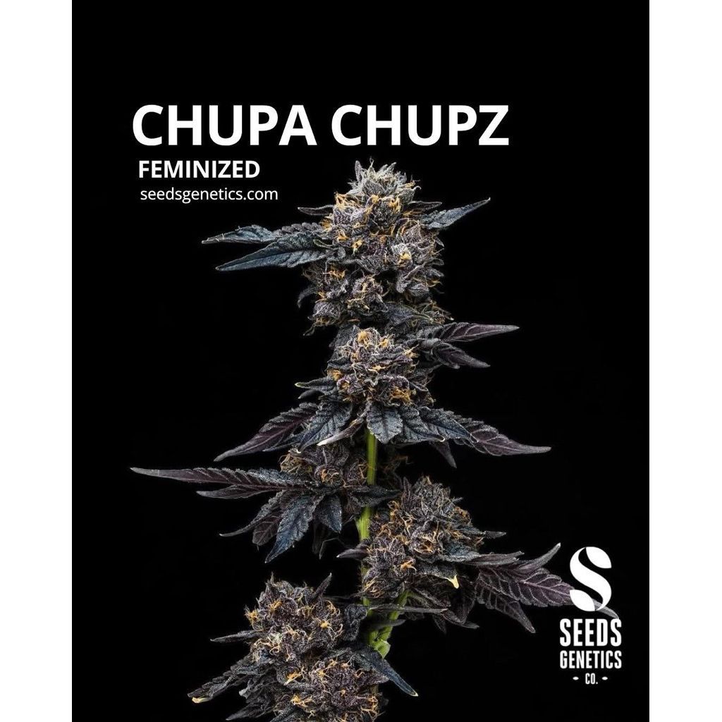Chupa Chupz or Zupa Zips — 2