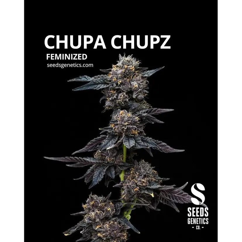 Chupa Chupz or Zupa Zips — 2