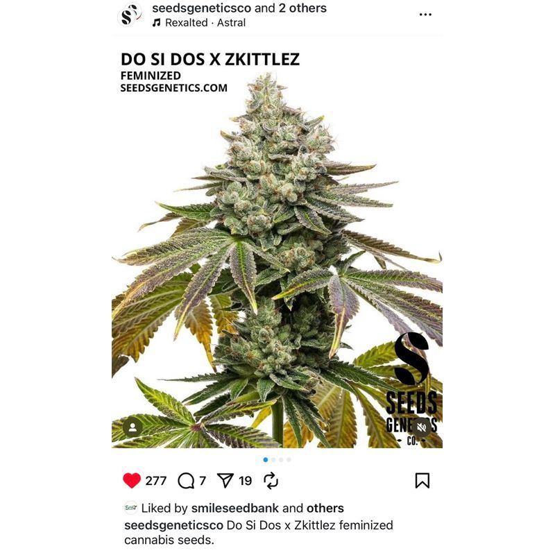 Do Si Dos x Zkittlez — 2