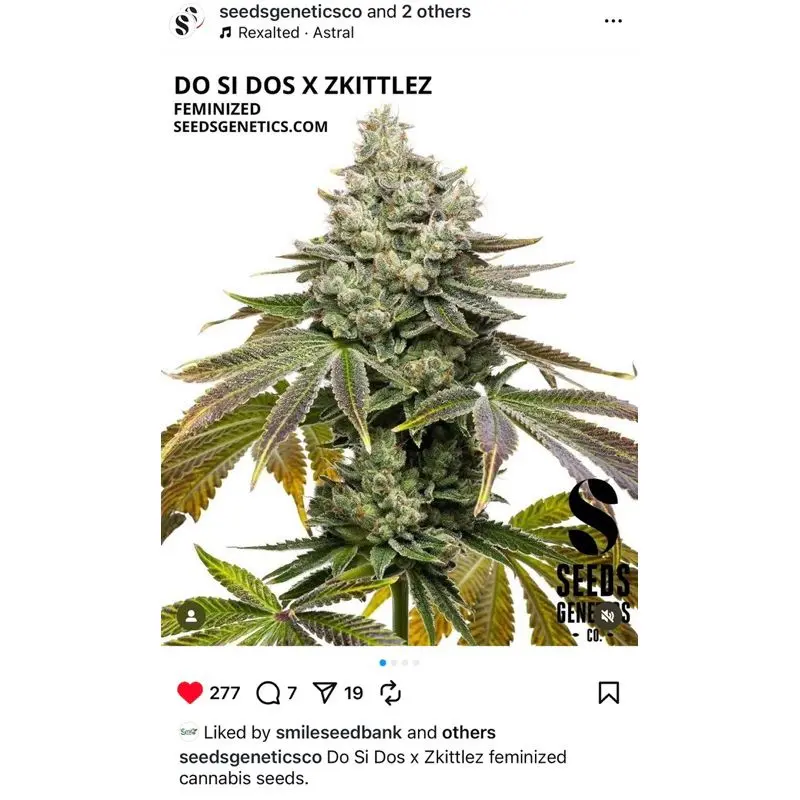 Do Si Dos x Zkittlez — 2