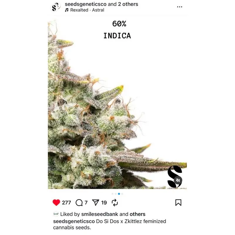 Do Si Dos x Zkittlez — 3