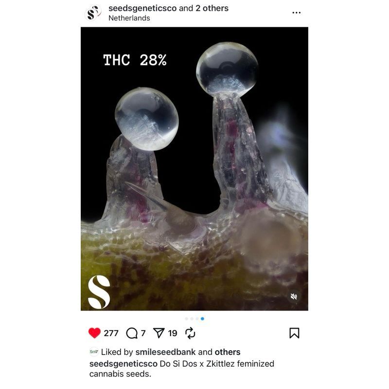 Do Si Dos x Zkittlez — 4