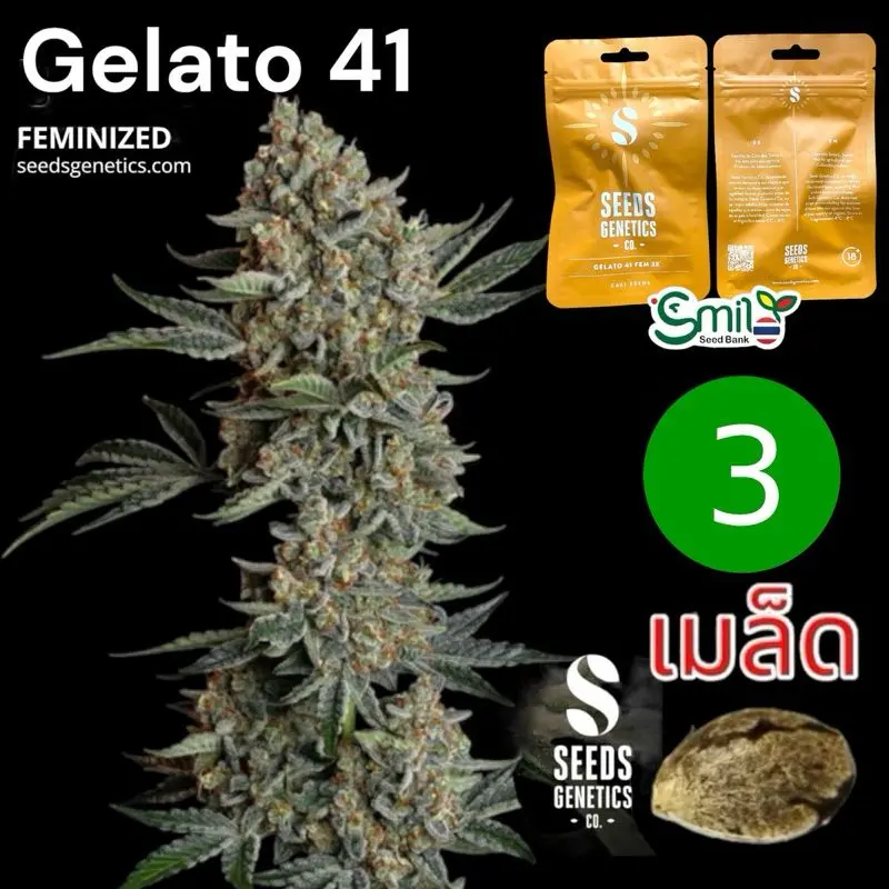 Gelato 41 — 1