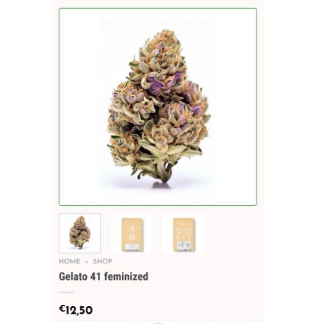 Gelato 41 — 4