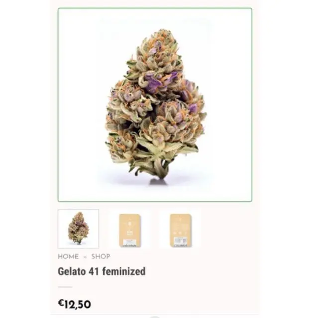 Gelato 41 — 4