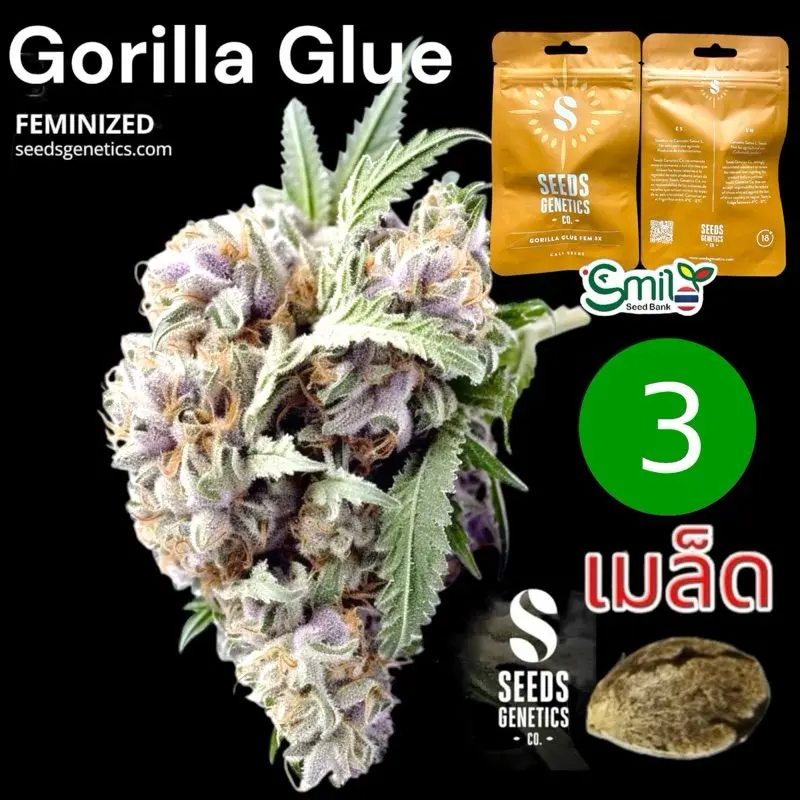 Gorilla Glue — 1