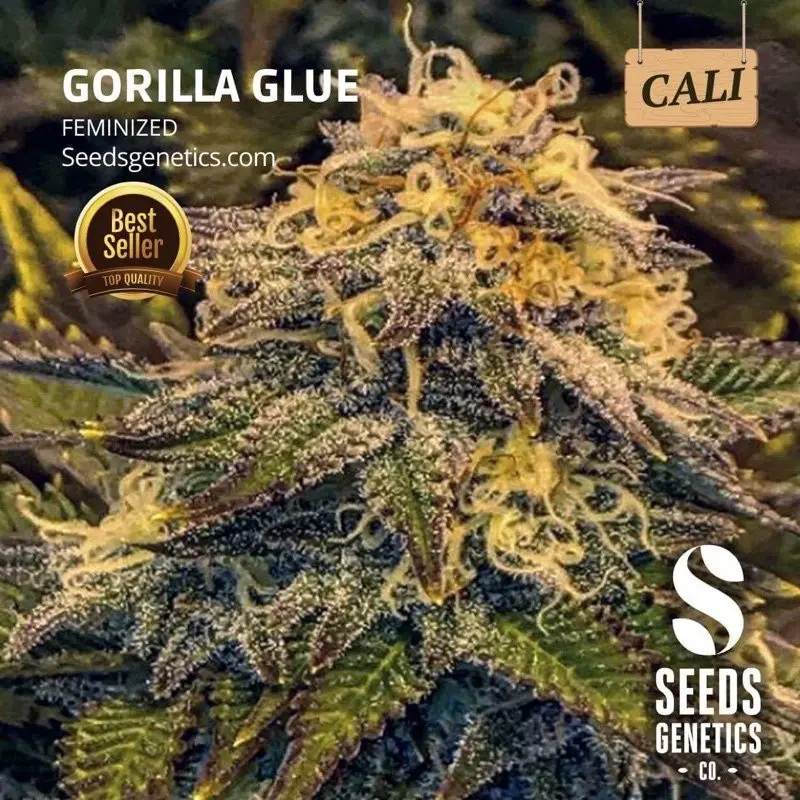 Gorilla Glue — 2