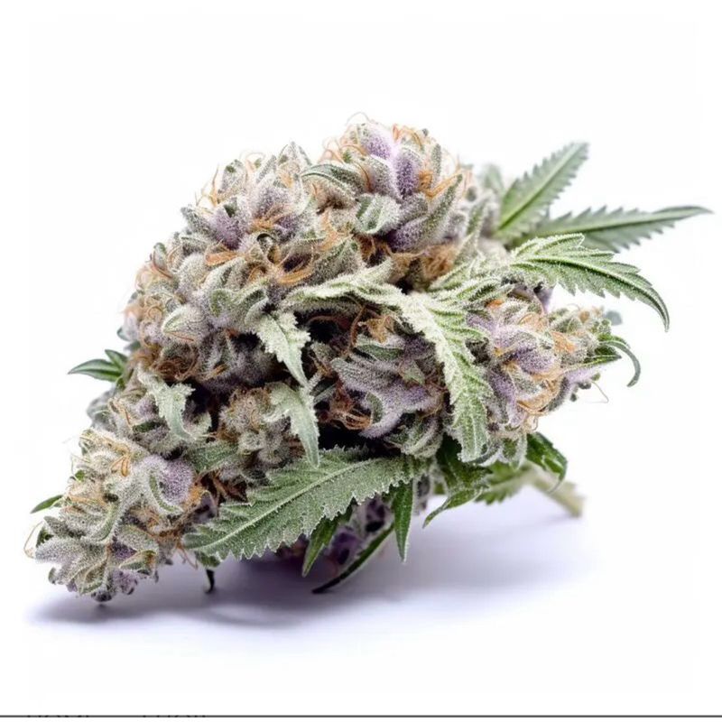Gorilla Glue — 5