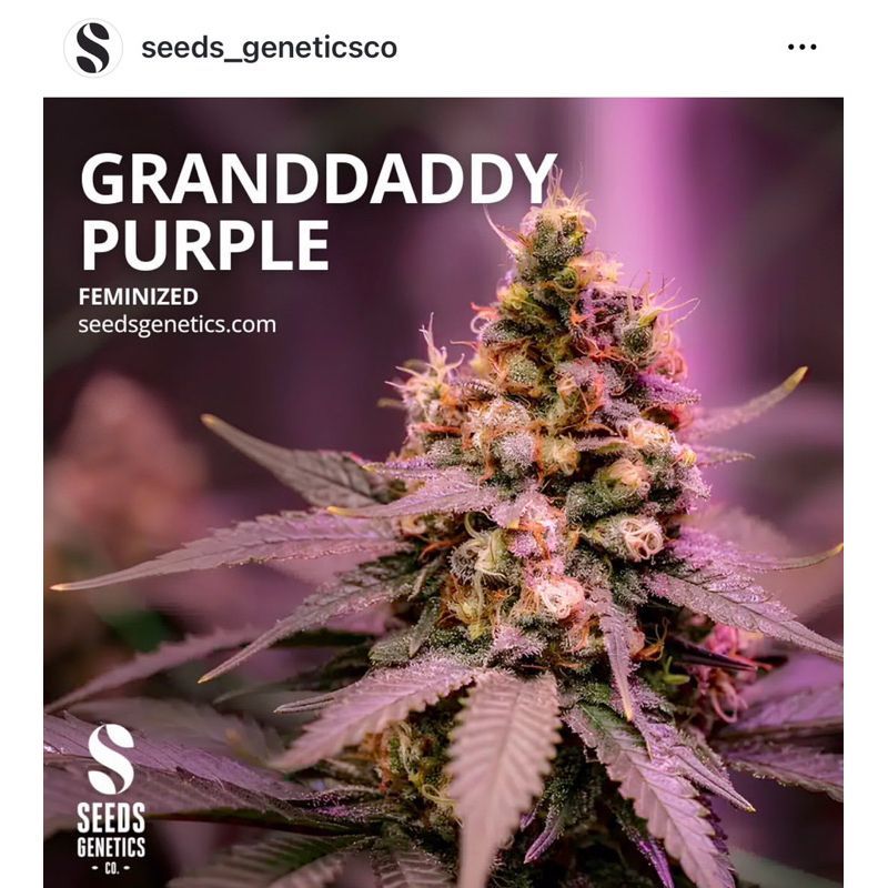 Granddaddy Purple — 2