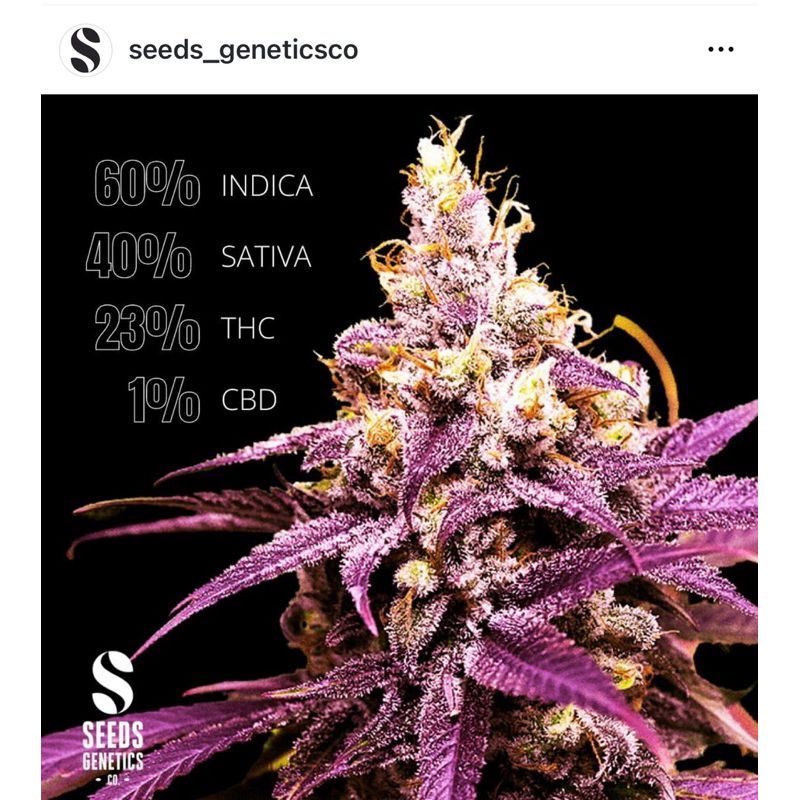 Granddaddy Purple — 3