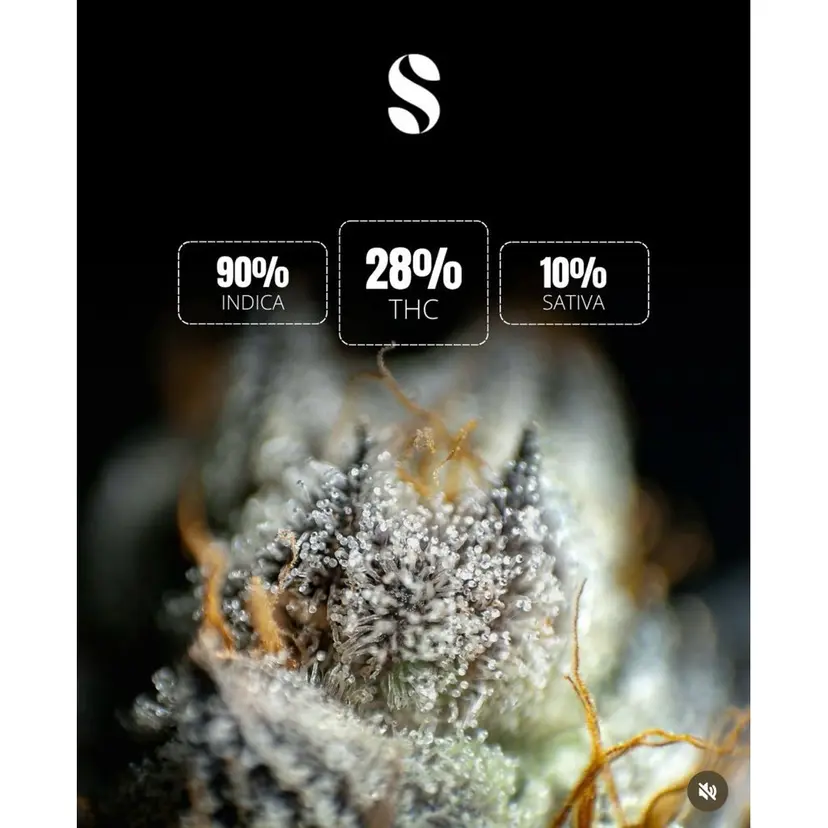 GMO — 5