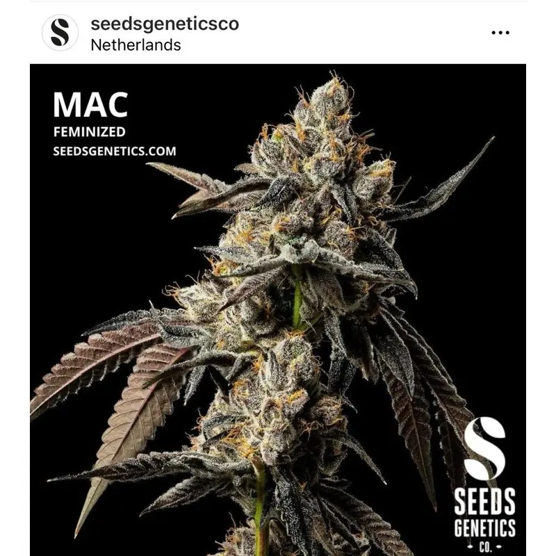 MAC — 2