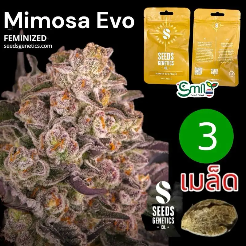 Mimosa Evo — 1