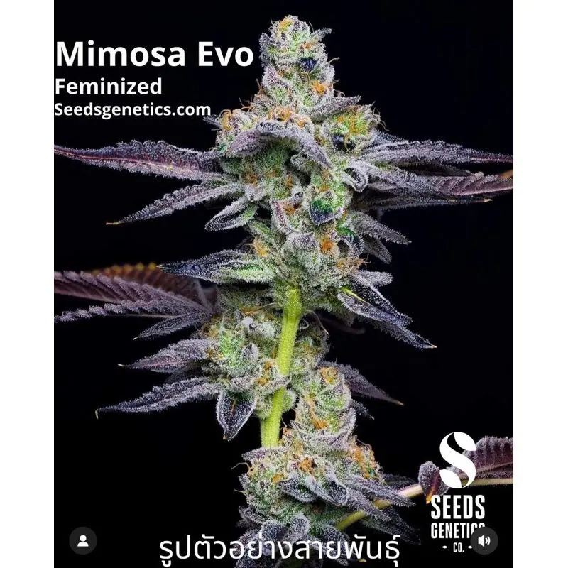 Mimosa Evo — 2
