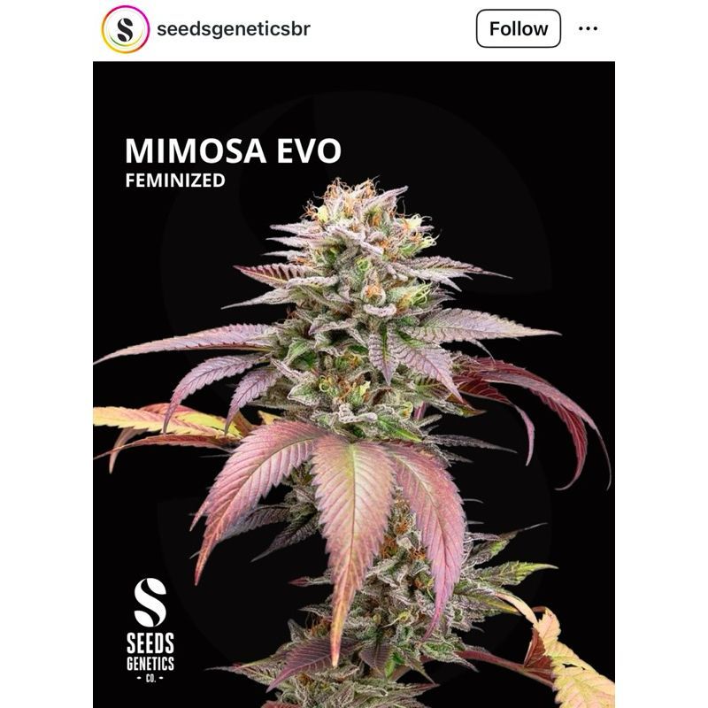 Mimosa Evo — 3