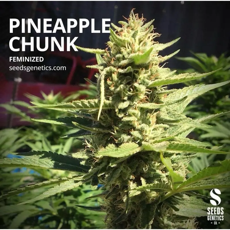 Pineapple Chunk — 2