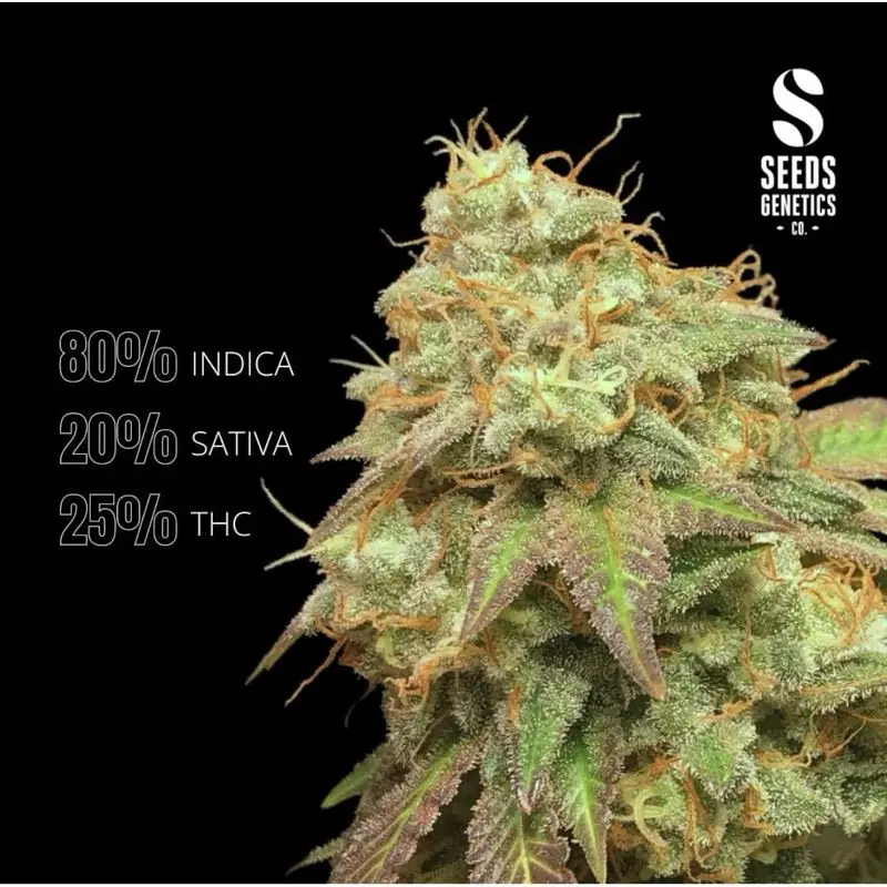 Pineapple Chunk — 3