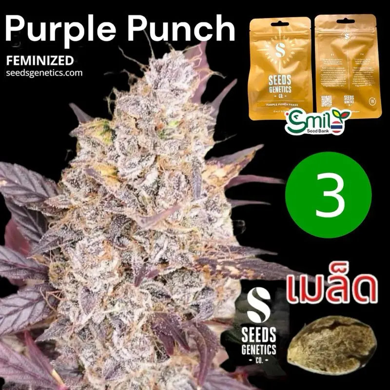 Purple Punch — 1