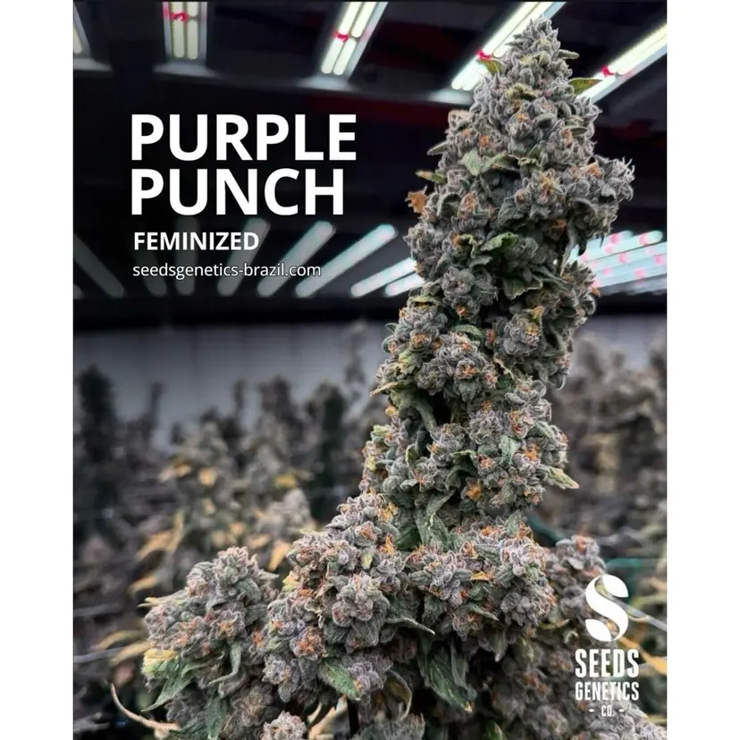 Purple Punch — 2