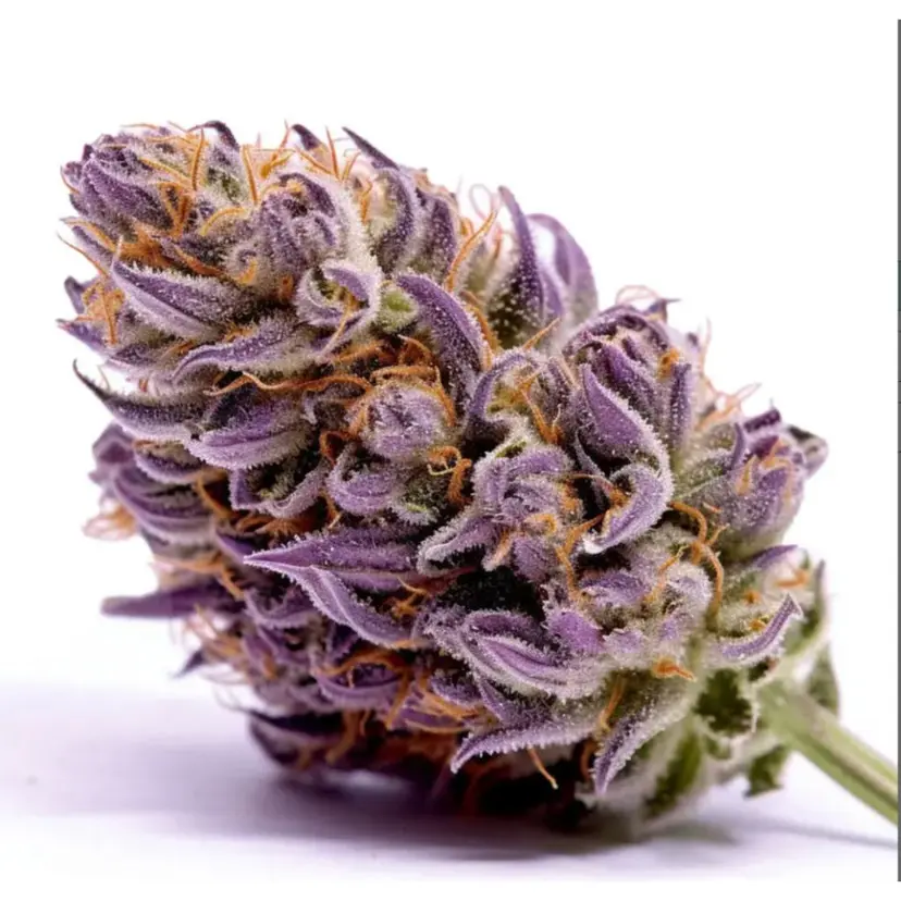 Purple Punch — 4