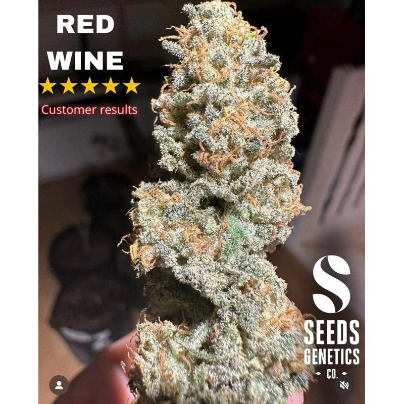 Red Wine Feminized — 2