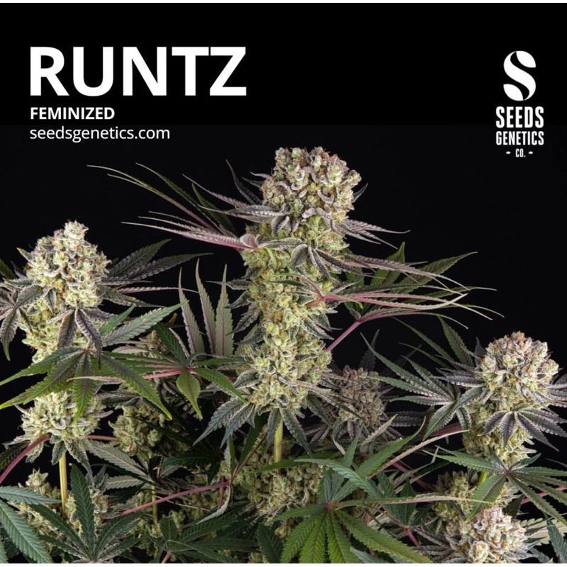 Runtz — 2