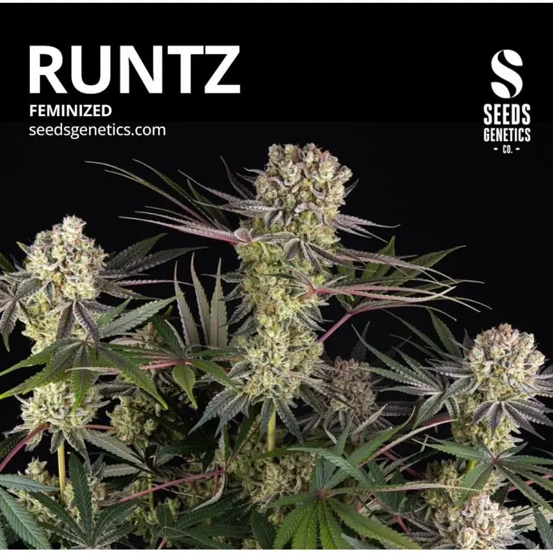 Runtz — 2