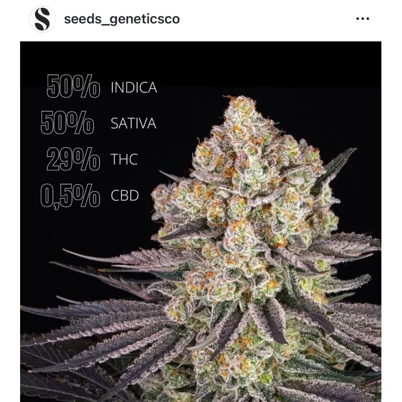 Runtz — 3