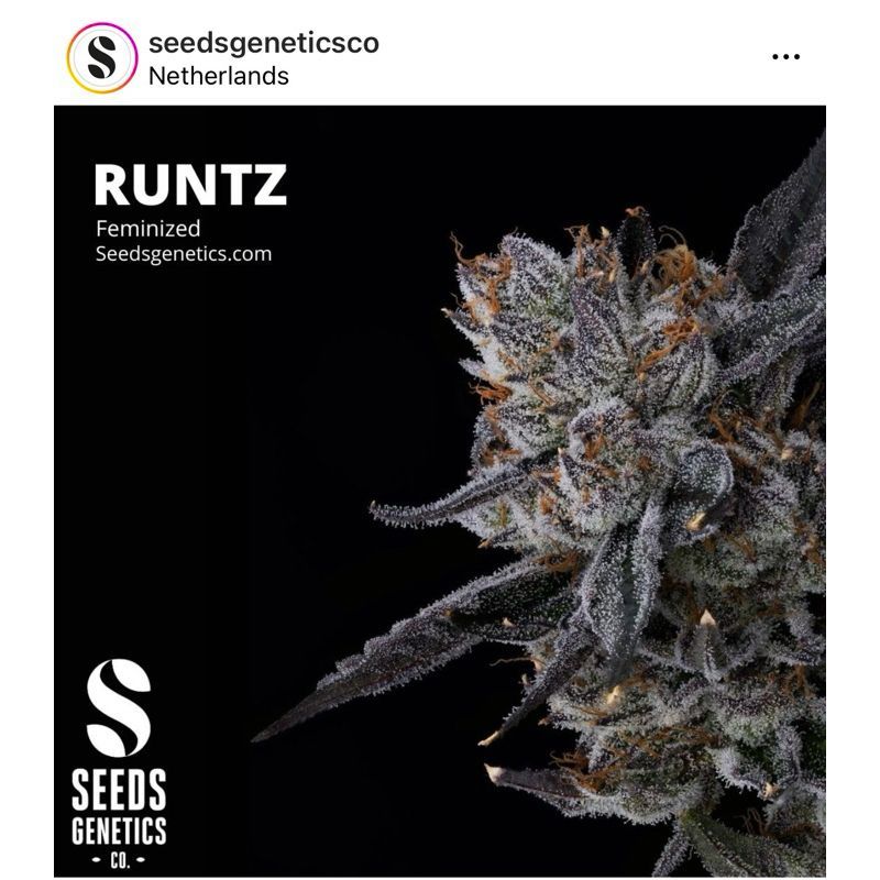 Runtz — 4