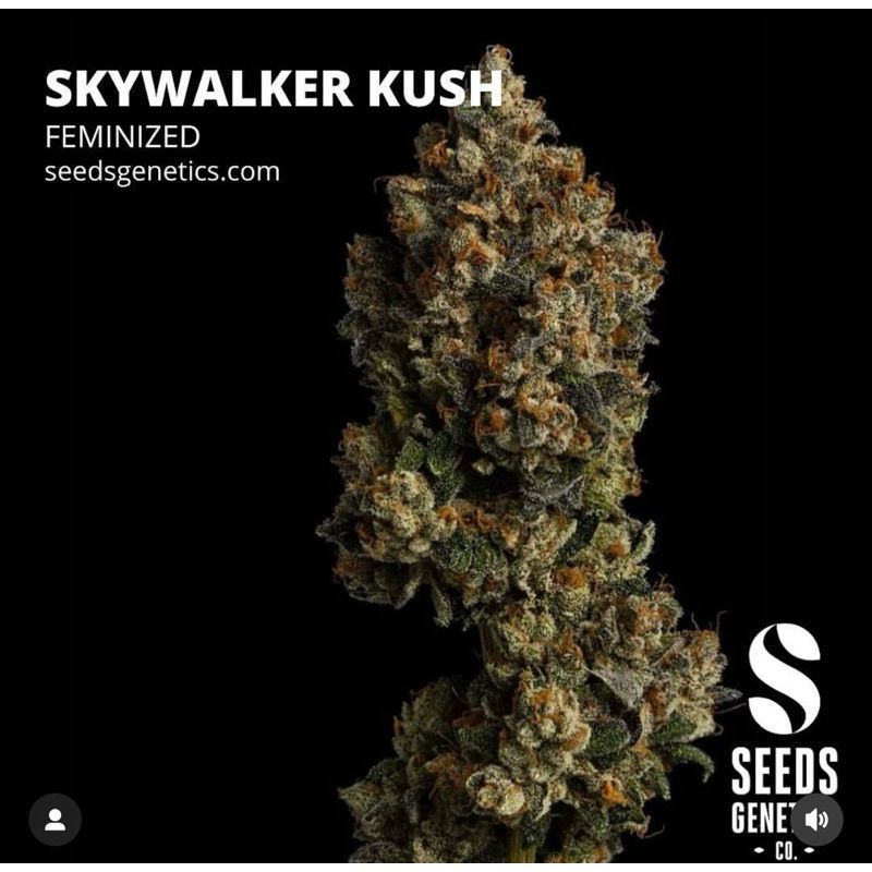 Skywalker Kush — 2