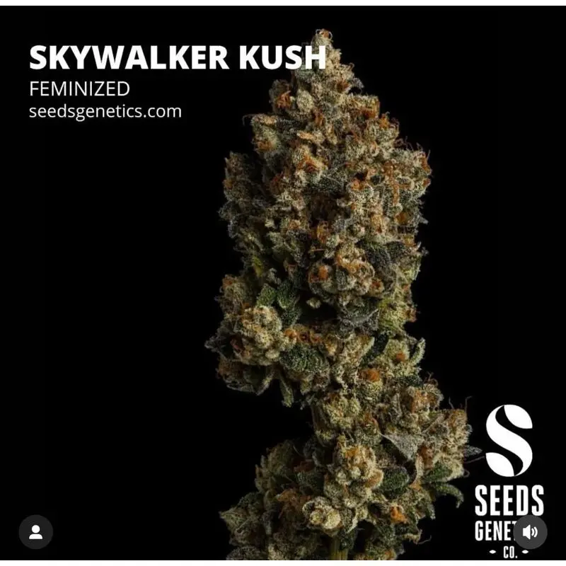 Skywalker Kush — 2