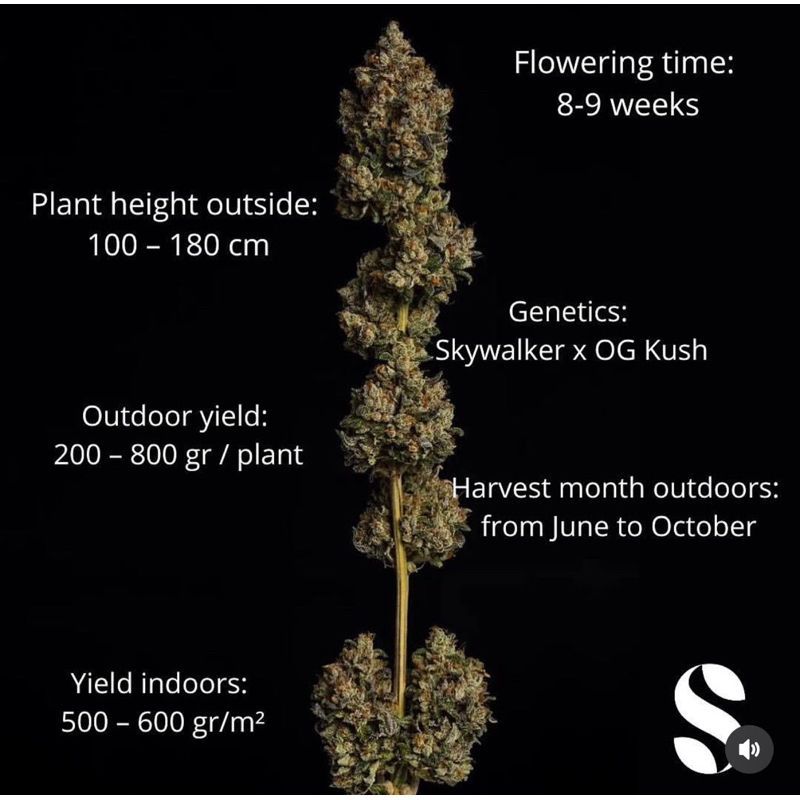 Skywalker Kush — 3