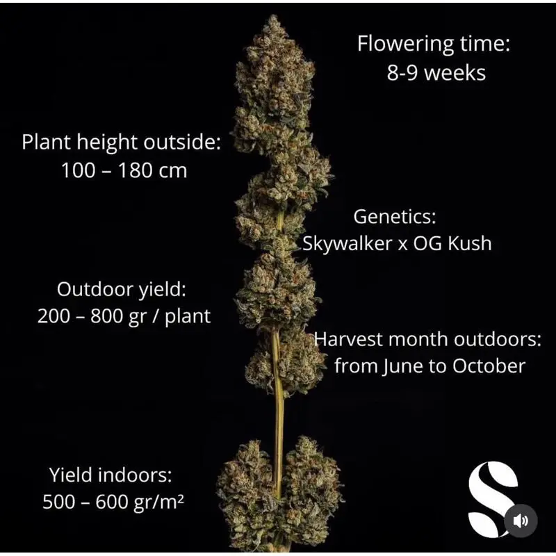 Skywalker Kush — 3