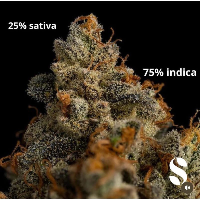 Skywalker Kush — 4