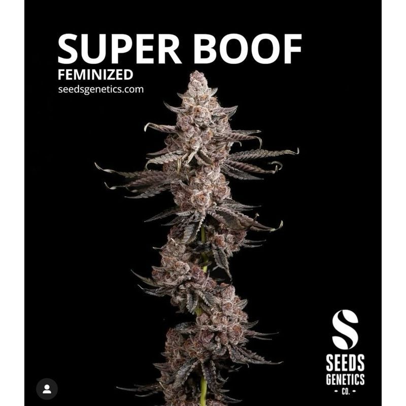 Super Boof — 2